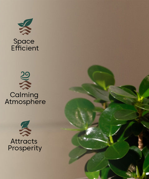 Ficus Microcarpa with Zen Planter