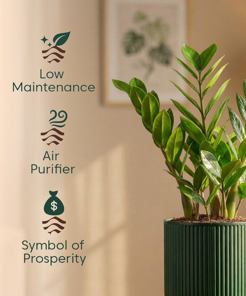 Zamia Green - ZZ Plant with Medium Self Watering Pot