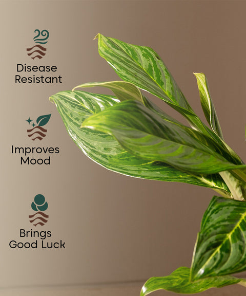 Aglaonema Ice Plant with Zen Planter