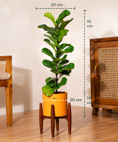 Fiddle Fig Plant With Self Watering Pot