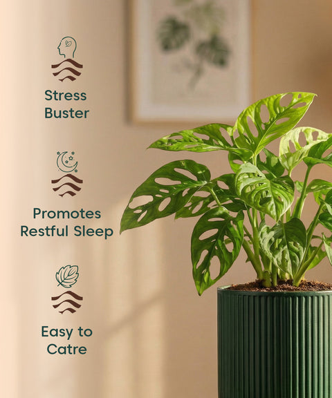 Philodendron Broken Heart Plant with Medium Self Watering Pot