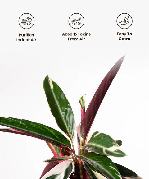 Calathea Triostar Plant