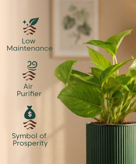 Money Variegated Plant with Medium Self Watering Pot
