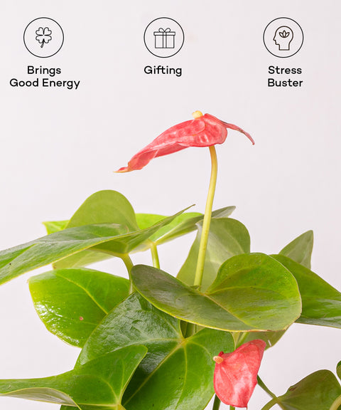 Anthurium Red Plant With Self Watering Pot