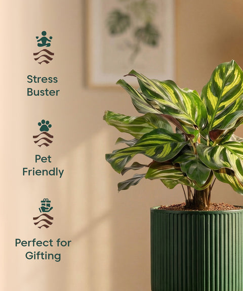 Peacock Plant with Medium Self Watering Pot