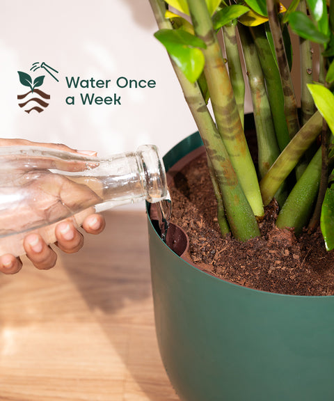 10' Inch Extra Large Pot