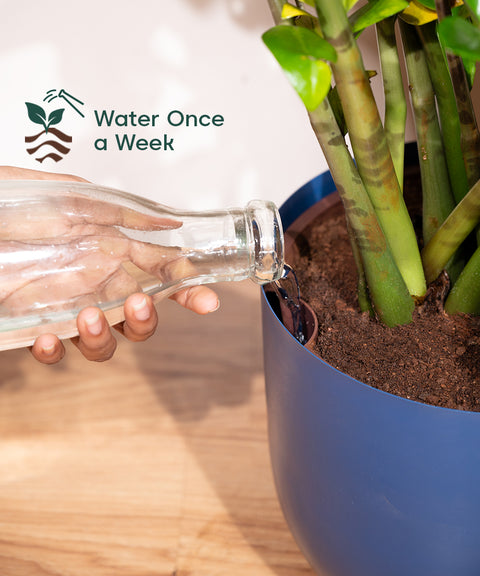 10' Inch Extra Large Pot