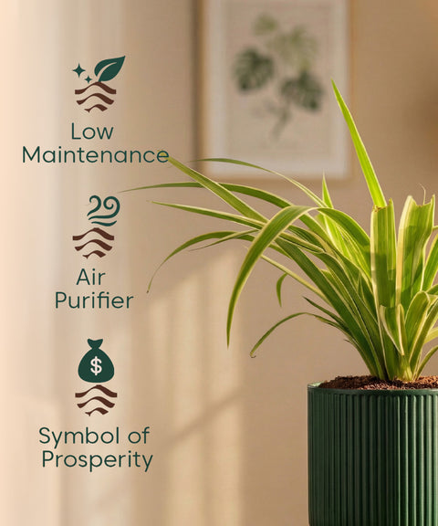 Spider Plant with Medium Self Watering Pot