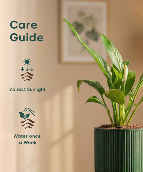 Peace Lily Plant with Medium Self Watering Pot