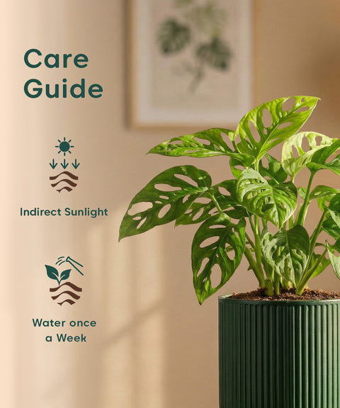 Philodendron Broken Heart Plant with Medium Self Watering Pot