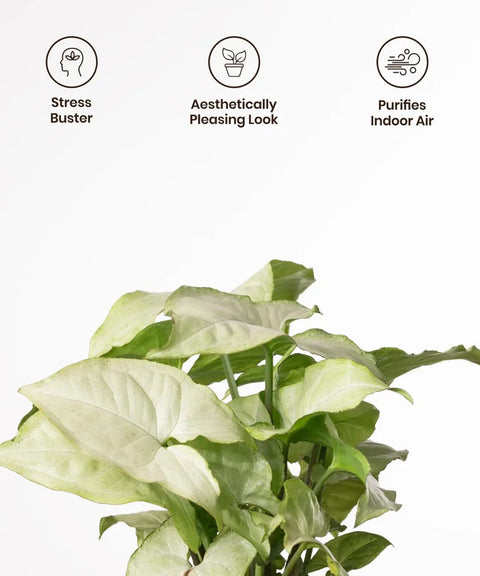 Syngonium Pixie White Plant - BYOB