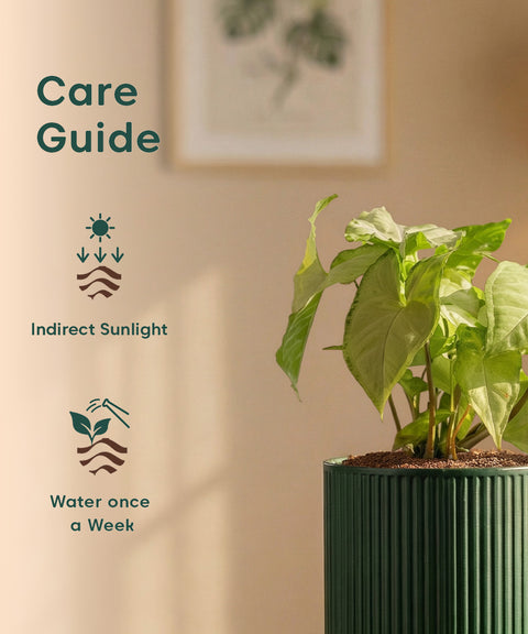 Syngonium Pixie White Plant with Medium Self Watering Pot