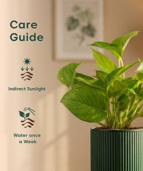 Money Variegated Plant with Medium Self Watering Pot