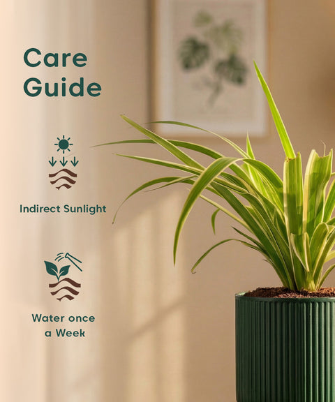 Spider Plant with Medium Self Watering Pot