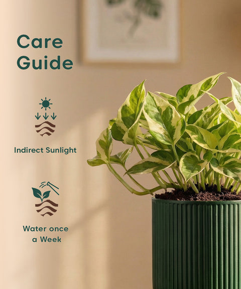 Money Variegated Plant with Medium Self Watering Pot