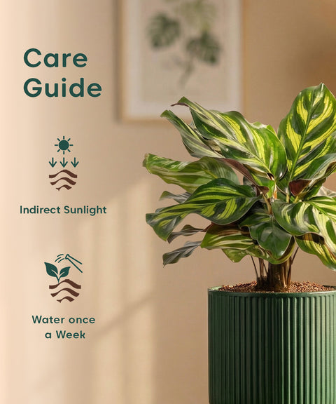 Peacock Plant with Medium Self Watering Pot