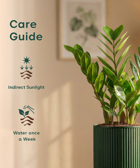 Zamia Green - ZZ Plant with Medium Self Watering Pot