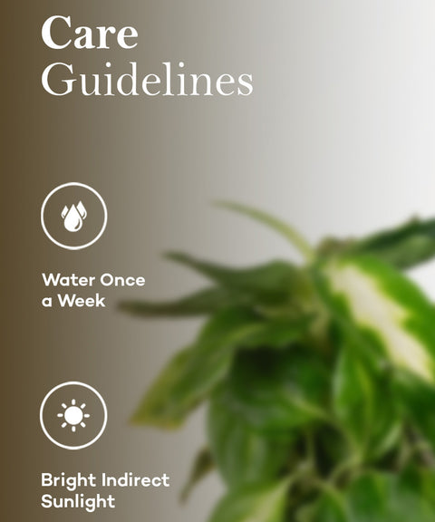 dieffenbachia sunlight requirements Buy Dieffenbachia Plant With Self Watering Pot Online in India – Kyari.co