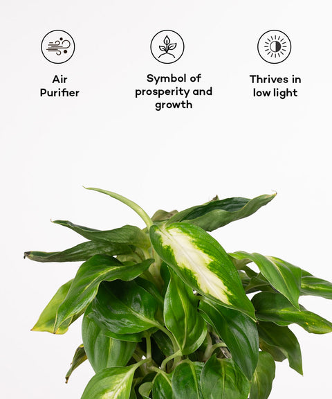 Dieffenbachia Plant