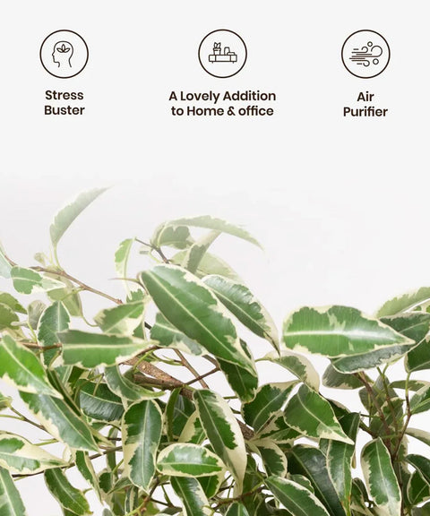 Ficus Safari Plant - BYOB