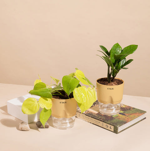 Set of 2 - ZZ - Zamia Green & Golden Money Plant