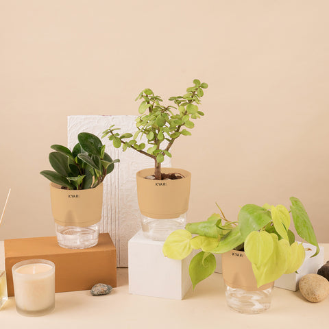 Set of 3 - Lucky Jade & Peperomia Green & Golden Money Plant