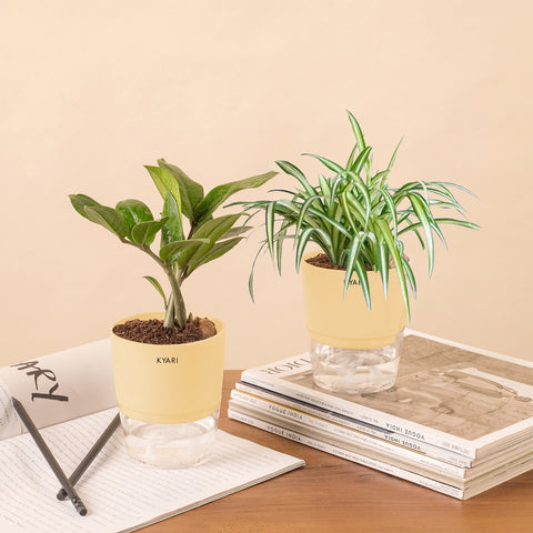 Set of 2 - ZZ - Zamia Green & Spider Plant