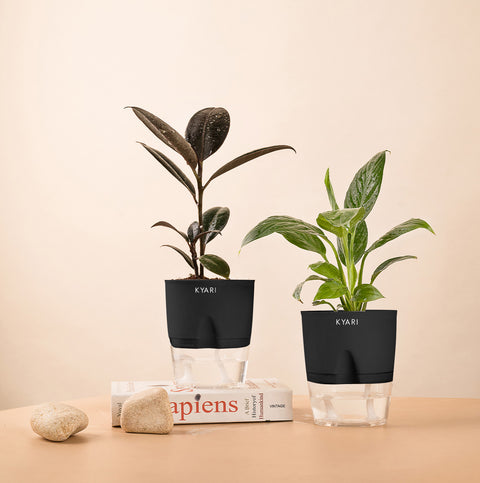 Set of 2 - Peace Lily & Black Rubber Plant