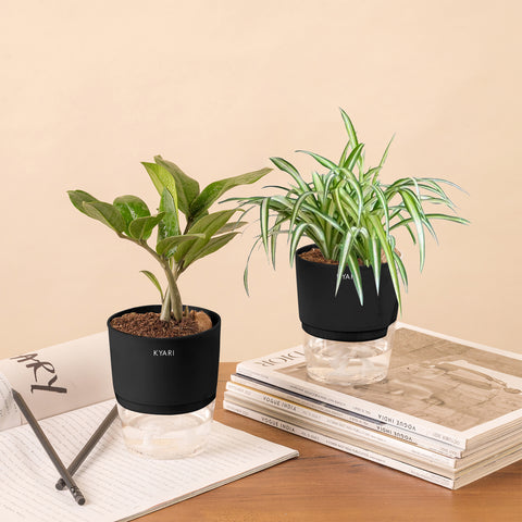 Set of 2 - ZZ - Zamia Green & Spider Plant