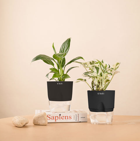 Set of 2 - Money N'Joy & Peace Lily Plant