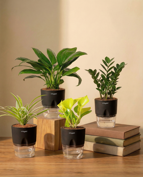 Best For Office Combo