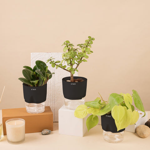 Set of 3 - Lucky Jade & Peperomia Green & Golden Money Plant