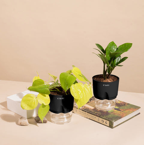 Set of 2 - ZZ - Zamia Green & Golden Money Plant