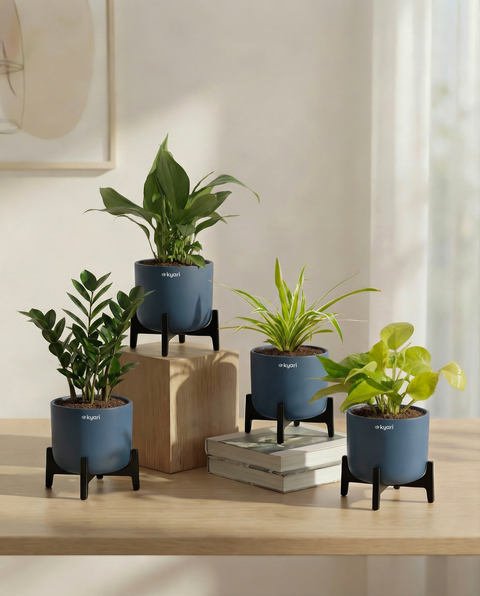 Best For Office Combo