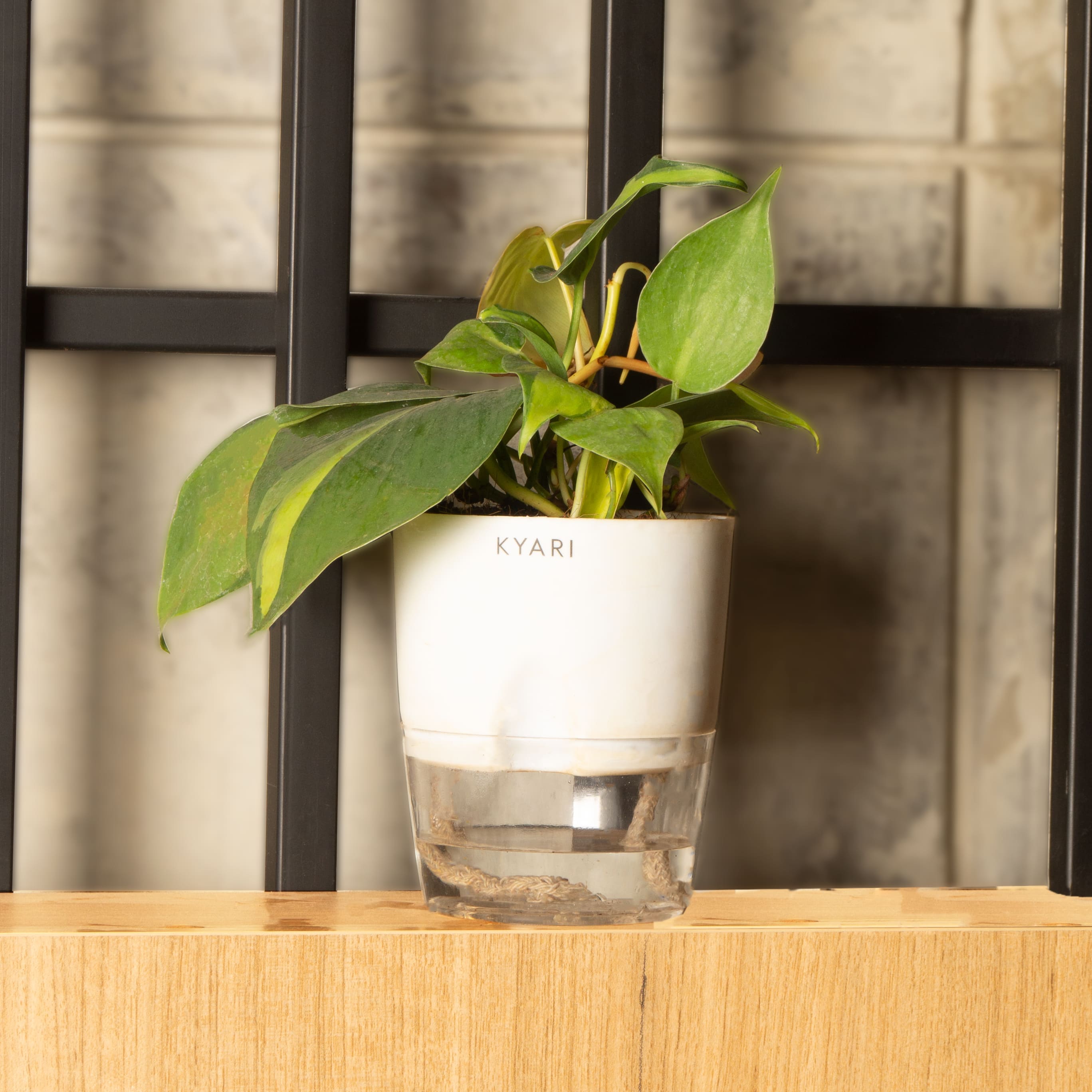 Philodendron Brasil Plant