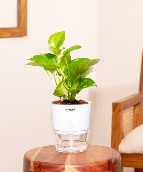 Money Variegated Plant With Small Self Watering Pot