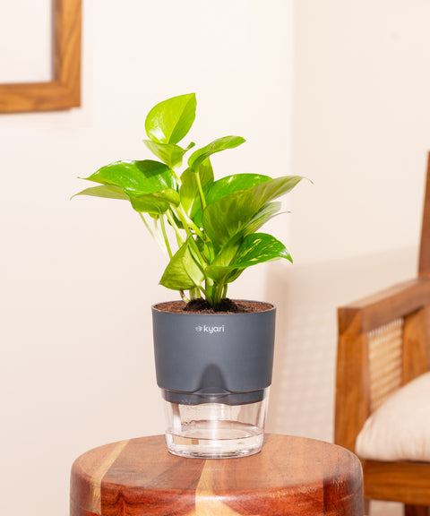 Money Variegated Plant With Small Self Watering Pot