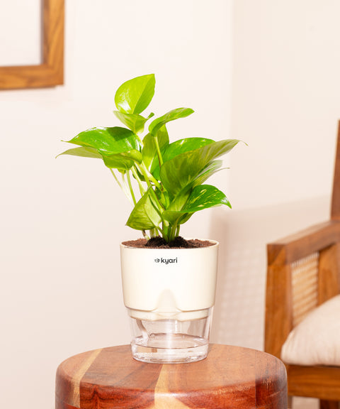 Money Variegated Plant With Small Self Watering Pot