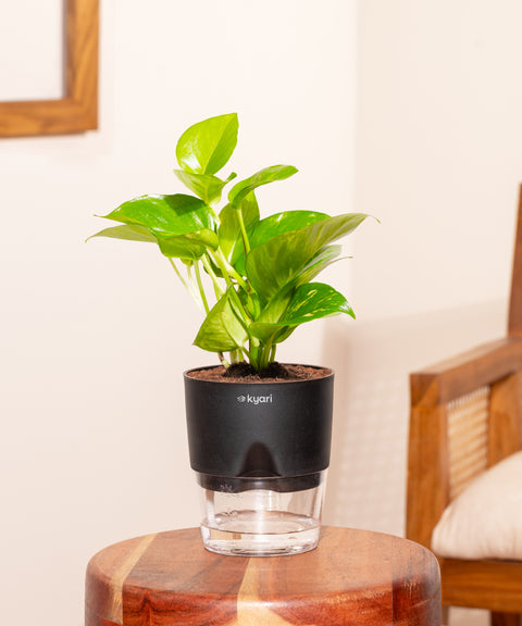 Money Variegated Plant With Small Self Watering Pot