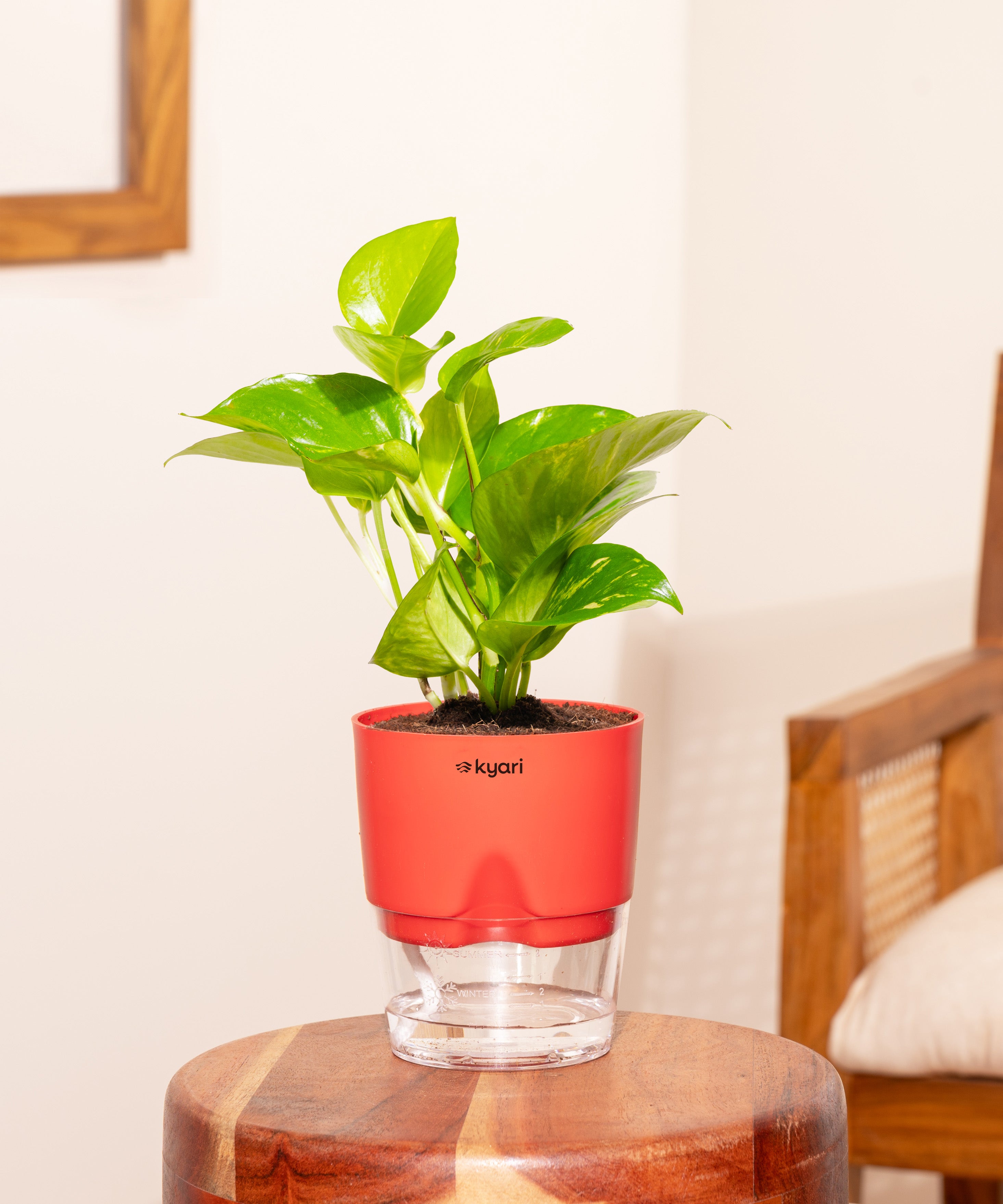 Money Variegated Plant With Small Self Watering Pot