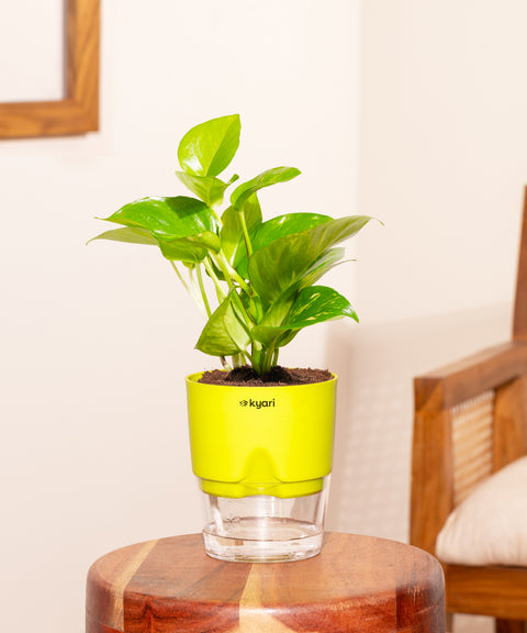 Money Variegated Plant With Small Self Watering Pot