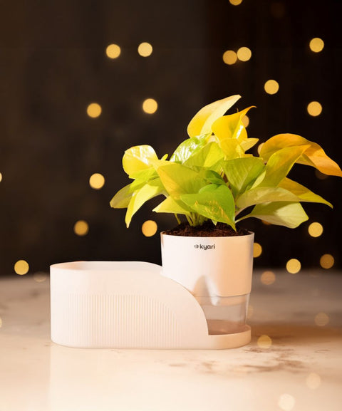 Celestial Glow Box – Diwali Corporate Gift Hamper