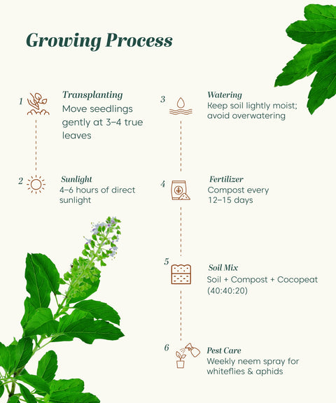 growing tulsi plant from seeds Tulsi Herb Seeds (Green, Pack of 2 g)