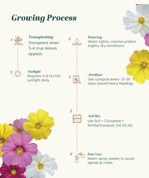Cosmos Multicolor