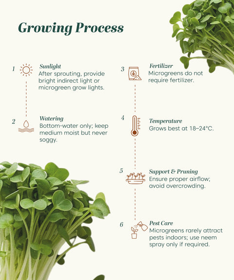 Mustard Microgreen Seeds (Green, Pack of 10 g) - 20 Seeds