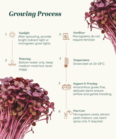 Red Amaranthus Vegetable Seeds (Red, Pack of 5 g) - 7000-8000 Seeds