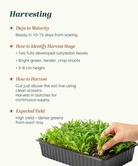 Spianch Microgreen