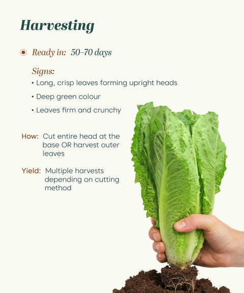 Long Lettuce