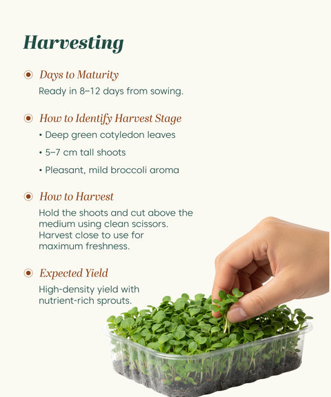 Broccoli Microgreen