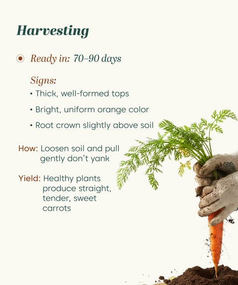 Carrot